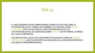 DÍA 13
• EL MESODERMO EXTRA EMBRIONARIO SOMÁTICO QUE RECUBRE EL
CITOTROFOBLASTO, CAMBIA DE NOMBREY SE CONOCE COMO PLACA
CORIÓNICA, ESTA PLACA MÁS EL SINCITIOTROFOBLASTOY EL
CITOTROFOBLASTIO, SE CONOCEN COMO CORION.(ESTÉ FORMA LA PARED
DEL SACO CORIÓNICO).
• LOS RESTOS DEL SACOVITELINO PRIMITIVO QUEDAN COMO UN QUISTE
EXOCELÓMICO, QUE SE ADVIERTEN A MENUDO EN LA CAVIDAD CORIÓNICA
(CELOMA EXTRAEMBRIONARIO).
 