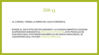DÍA 13
• EL CORION; FORMA LA PARED DEL SACO CORIÓNICO,
• DONDE EL SACOVITELINO SECUNDARIOY LA CAVIDAD AMNIÓTICA QUEDAN
SUSPENDIDOS MEDIANTE EL PEDÍCULO DE FIJACIÓN, ESTE PEDÍCULO DE
FIJACIÓN CON EL POSTERIOR DESARROLLO DEVASOS SANGUÍNEOS, SE
CONVERTIRÁ EN EL FUTURO CORDÓN UMBILICAL
 