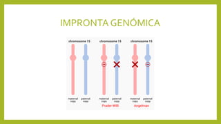 IMPRONTA GENÓMICA
 