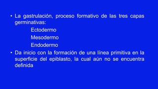 • La gastrulación, proceso formativo de las tres capas
germinativas:
Ectodermo
Mesodermo
Endodermo
• Da inicio con la formación de una línea primitiva en la
superficie del epiblasto, la cual aún no se encuentra
definida
 