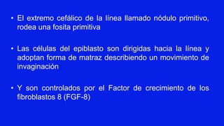 • El extremo cefálico de la línea llamado nódulo primitivo,
rodea una fosita primitiva
• Las células del epiblasto son dirigidas hacia la línea y
adoptan forma de matraz describiendo un movimiento de
invaginación
• Y son controlados por el Factor de crecimiento de los
fibroblastos 8 (FGF-8)
 