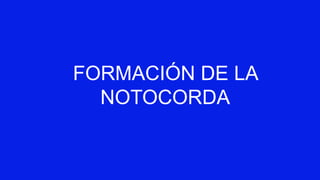 FORMACIÓN DE LA
NOTOCORDA
 