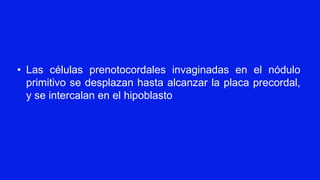 • Las células prenotocordales invaginadas en el nódulo
primitivo se desplazan hasta alcanzar la placa precordal,
y se intercalan en el hipoblasto
 