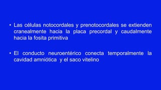 • Las células notocordales y prenotocordales se extienden
cranealmente hacia la placa precordal y caudalmente
hacia la fosita primitiva
• El conducto neuroentérico conecta temporalmente la
cavidad amniótica y el saco vitelino
 