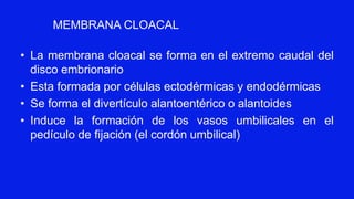 • La membrana cloacal se forma en el extremo caudal del
disco embrionario
• Esta formada por células ectodérmicas y endodérmicas
• Se forma el divertículo alantoentérico o alantoides
• Induce la formación de los vasos umbilicales en el
pedículo de fijación (el cordón umbilical)
MEMBRANA CLOACAL
 