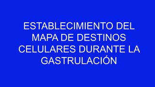 ESTABLECIMIENTO DEL
MAPA DE DESTINOS
CELULARES DURANTE LA
GASTRULACIÓN
 