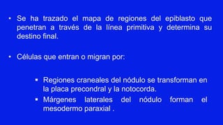 ▪ Regiones craneales del nódulo se transforman en
la placa precondral y la notocorda.
▪ Márgenes laterales del nódulo forman el
mesodermo paraxial .
• Se ha trazado el mapa de regiones del epiblasto que
penetran a través de la línea primitiva y determina su
destino final.
• Células que entran o migran por:
 