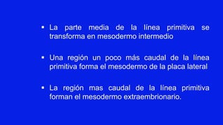 ▪ La parte media de la línea primitiva se
transforma en mesodermo intermedio
▪ Una región un poco más caudal de la línea
primitiva forma el mesodermo de la placa lateral
▪ La región mas caudal de la línea primitiva
forman el mesodermo extraembrionario.
 