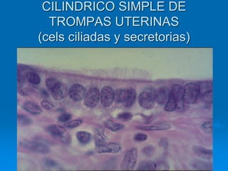 CILINDRICO SIMPLE DE
TROMPAS UTERINAS
(cels ciliadas y secretorias)
 