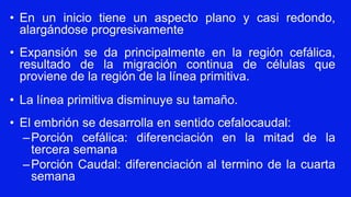 • En un inicio tiene un aspecto plano y casi redondo,
alargándose progresivamente
• Expansión se da principalmente en la región cefálica,
resultado de la migración continua de células que
proviene de la región de la línea primitiva.
• La línea primitiva disminuye su tamaño.
• El embrión se desarrolla en sentido cefalocaudal:
–Porción cefálica: diferenciación en la mitad de la
tercera semana
–Porción Caudal: diferenciación al termino de la cuarta
semana
 