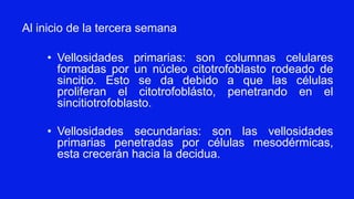 • Vellosidades primarias: son columnas celulares
formadas por un núcleo citotrofoblasto rodeado de
sincitio. Esto se da debido a que las células
proliferan el citotrofoblásto, penetrando en el
sincitiotrofoblasto.
• Vellosidades secundarias: son las vellosidades
primarias penetradas por células mesodérmicas,
esta crecerán hacia la decidua.
Al inicio de la tercera semana
 