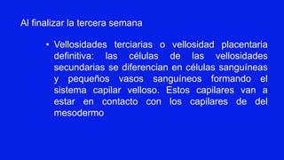 • Vellosidades terciarias o vellosidad placentaria
definitiva: las células de las vellosidades
secundarias se diferencian en células sanguíneas
y pequeños vasos sanguíneos formando el
sistema capilar velloso. Estos capilares van a
estar en contacto con los capilares de del
mesodermo
Al finalizar la tercera semana
 