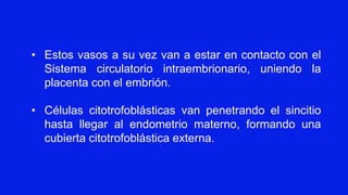 • Estos vasos a su vez van a estar en contacto con el
Sistema circulatorio intraembrionario, uniendo la
placenta con el embrión.
• Células citotrofoblásticas van penetrando el sincitio
hasta llegar al endometrio materno, formando una
cubierta citotrofoblástica externa.
 