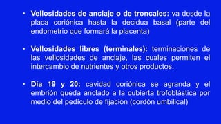 • Vellosidades de anclaje o de troncales: va desde la
placa coriónica hasta la decidua basal (parte del
endometrio que formará la placenta)
• Vellosidades libres (terminales): terminaciones de
las vellosidades de anclaje, las cuales permiten el
intercambio de nutrientes y otros productos.
• Día 19 y 20: cavidad coriónica se agranda y el
embrión queda anclado a la cubierta trofoblástica por
medio del pedículo de fijación (cordón umbilical)
 