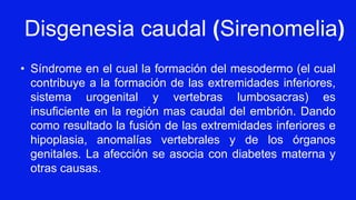 Disgenesia caudal (Sirenomelia)
• Síndrome en el cual la formación del mesodermo (el cual
contribuye a la formación de las extremidades inferiores,
sistema urogenital y vertebras lumbosacras) es
insuficiente en la región mas caudal del embrión. Dando
como resultado la fusión de las extremidades inferiores e
hipoplasia, anomalías vertebrales y de los órganos
genitales. La afección se asocia con diabetes materna y
otras causas.
 