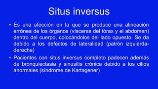 Situs inversus
• Es una afección en la que se produce una alineación
errónea de los órganos (vísceras del tórax y el abdomen)
dentro del cuerpo, colocándolos del lado opuesto. Se da
debido a los defectos de lateralidad (patrón izquierda-
derecha)
• Pacientes con situs inversus completo padecen además
de bronquiectasia y sinusitis crónica debido a los cilios
anormales (síndrome de Kartagener)
 