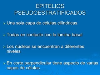 EPITELIOS
PSEUDOESTRATIFICADOS
➢ Una sola capa de células cilíndricas
➢ Todas en contacto con la lamina basal
➢ Los núcleos se encuentran a diferentes
niveles
➢ En corte perpendicular tiene aspecto de varias
capas de células
 