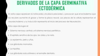 DERIVADOS DE LA CAPA GERMINATIVA
ECTODÉRMICA
En esta capa aparecen la notocorda y la placa precordal, y provocan que el ectodermo que
las recubre aumente el grosor y forme la placa neural. Las placas de la célula representan el
neuroectodemo y su inducción representa el inicio del proceso de Neurulación.
Esta capa da lugar al:
• Sistema nervioso central y el sistema nervioso periférico.
• El epitelio sensitivo de los ojos, los oídos y la nariz.
• La epidermis, pelo y uñas.
• Las glándulas mamarias.
• La hipófisis.
• Las glándulas subcutáneas y el esmalte dentario.
 