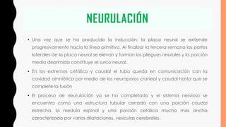 NEURULACIÓN
• Una vez que se ha producido la inducción; la placa neural se extiende
progresivamente hacia la línea primitiva. Al finalizar la tercera semana las partes
laterales de la placa neural se elevan y forman los pliegues neurales y la porción
media deprimida constituye el surco neural.
• En los extremos cefálico y caudal el tubo queda en comunicación con la
cavidad amniótica por medio de los neuroporos craneal y caudal hasta que se
complete la fusión
• El proceso de neurulación ya se ha completado y el sistema nervioso se
encuentra como una estructura tubular cerrada con una porción caudal
estrecha, la medula espinal y una porción cefálica mucho mas ancha
caracterizada por varias dilataciones, vesículas cerebrales.
 