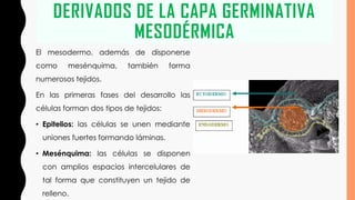 DERIVADOS DE LA CAPA GERMINATIVA
MESODÉRMICA
El mesodermo, además de disponerse
como mesénquima, también forma
numerosos tejidos.
En las primeras fases del desarrollo las
células forman dos tipos de tejidos:
• Epitelios: las células se unen mediante
uniones fuertes formando láminas.
• Mesénquima: las células se disponen
con amplios espacios intercelulares de
tal forma que constituyen un tejido de
relleno.
 
