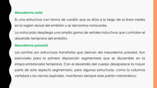 Mesodermo axial
Es una estructura con forma de cordón que se sitúa a lo largo de la línea media
en la región dorsal del embrión y se denomina notocorda.
La notocorda despliega una amplia gama de señales inductivas que controlan el
desarrollo temprano del embrión.
Mesodermo paraxial
Los somitas son estructuras transitorias que derivan del mesodermo paraxial. Son
esenciales para la primera disposición segmentaria que es discernible en la
etapa embrionaria temprana. Con el desarrollo del cuerpo desaparece la mayor
parte de este aspecto segmentario, pero algunas estructuras, como la columna
vertebral y los nervios espinales, mantienen siempre este patrón metamérico.
 