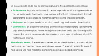 La evolución de cada par de somitas da lugar a tres poblaciones de células:
• Esclerotomos: la parte ventro-media de cada par de somitas emigra alrededor
de la notocorda formando una nueva estructural mesenquimal llamada
esclerotomo que se dispone metamericamente en la línea del embrión.
• Miotomos: son la porción de los somitas que da lugar a los músculos estriados.
• Dermatomos: en cada metámero lo dermatomos emigran latero ventralmente
bajo el ectodermo para formar los tejidos conectivos de la piel. Esta migración
arrastra las ramas cutáneas de los nervios y vasos que mantienen el patrón
metamérico original.
Mesodermo lateral: El mesodermo se expande lateralmente como una doble
capa que se conoce como mesodermo lateral. El espacio existente entre la
hoja lateral y la hoja medial se denomina celoma o cavidad celómicas.
 