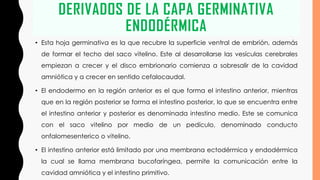 DERIVADOS DE LA CAPA GERMINATIVA
ENDODÉRMICA
• Esta hoja germinativa es la que recubre la superficie ventral de embrión, además
de formar el techo del saco vitelino. Este al desarrollarse las vesículas cerebrales
empiezan a crecer y el disco embrionario comienza a sobresalir de la cavidad
amniótica y a crecer en sentido cefalocaudal.
• El endodermo en la región anterior es el que forma el intestino anterior, mientras
que en la región posterior se forma el intestino posterior, lo que se encuentra entre
el intestino anterior y posterior es denominada intestino medio. Este se comunica
con el saco vitelino por medio de un pedículo, denominado conducto
onfalomesenterico o vitelino.
• El intestino anterior está limitado por una membrana ectodérmica y endodérmica
la cual se llama membrana bucofaríngea, permite la comunicación entre la
cavidad amniótica y el intestino primitivo.
 