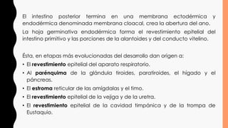 El intestino posterior termina en una membrana ectodérmica y
endodérmica denominada membrana cloacal, crea la abertura del ano.
La hoja germinativa endodérmica forma el revestimiento epitelial del
intestino primitivo y las porciones de la alantoides y del conducto vitelino.
Ésta, en etapas más evolucionadas del desarrollo dan origen a:
• El revestimiento epitelial del aparato respiratorio.
• Al parénquima de la glándula tiroides, paratiroides, el hígado y el
páncreas.
• El estroma reticular de las amígdalas y el timo.
• El revestimiento epitelial de la vejiga y de la uretra.
• El revestimiento epitelial de la cavidad timpánica y de la trompa de
Eustaquio.
 
