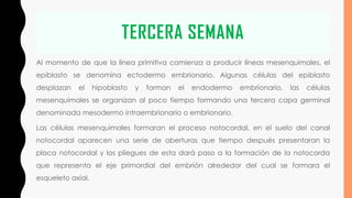 TERCERA SEMANA
Al momento de que la línea primitiva comienza a producir líneas mesenquimales, el
epiblasto se denomina ectodermo embrionario. Algunas células del epiblasto
desplazan el hipoblasto y forman el endodermo embrionario, las células
mesenquimales se organizan al poco tiempo formando una tercera capa germinal
denominada mesodermo intraembrionario o embrionario.
Las células mesenquimales formaran el proceso notocordal, en el suelo del canal
notocordal aparecen una serie de aberturas que tiempo después presentaran la
placa notocordal y los pliegues de esta dará paso a la formación de la notocorda
que representa el eje primordial del embrión alrededor del cual se formara el
esqueleto axial.
 