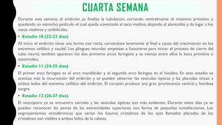 CUARTA SEMANA
Durante esta semana, el embrión ya finaliza la tubulación, cerrando ventralmente el intestino primitivo y
quedando un estrecho pedículo el cual queda conectado al saco vitelino, alojando al alantoides y da lugar a los
vasos vitelinos y umbilicales.
• Estadio 10 (22-23 días)
Al inicio el embrión tiene una forma casi recta, curvándose levemente al final a causa del crecimiento en los
extremos cefálico y caudal. Los pliegues neurales empiezan a fusionarse para iniciar el proceso de cierre del
tubo neural, también aparecen los dos primeros arcos faríngeos y se insinúa entre ellos la boca primitiva o
estomodeo.
• Estadio 11 (24-25 días)
El primer arco faríngeo es el arco mandibular y el segundo arco faríngeo es el hioideo. En este estadio se
acentúa más la incurvación del embrión y se pueden observar las vesículas ópticas y las placodas óticas a
ambos lados del extremo cefálico del embrión. El corazón produce una gran prominencia ventral y bombea
sangre.
• Estadio 12 (26-27 días)
El neuroporo ya se encuentra cerrado y las vesículas ópticas son más evidentes. Durante estos días ya se
pueden reconocer las yemas de las extremidades superiores con forma de pequeñas tumefacciones. Los
engrosamientos ectodérmicos que serían los futuros cristalinos de los ojos llamados placodas de los
cristalinos son visibles a ambos lados de la cabeza.
 