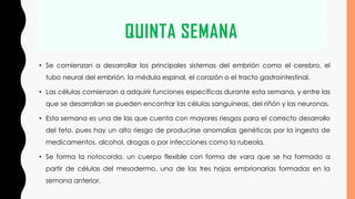 QUINTA SEMANA
• Se comienzan a desarrollar los principales sistemas del embrión como el cerebro, el
tubo neural del embrión, la médula espinal, el corazón o el tracto gastrointestinal.
• Las células comienzan a adquirir funciones específicas durante esta semana, y entre las
que se desarrollan se pueden encontrar las células sanguíneas, del riñón y las neuronas.
• Esta semana es una de las que cuenta con mayores riesgos para el correcto desarrollo
del feto, pues hay un alto riesgo de producirse anomalías genéticas por la ingesta de
medicamentos, alcohol, drogas o por infecciones como la rubeola.
• Se forma la notocorda, un cuerpo flexible con forma de vara que se ha formado a
partir de células del mesodermo, una de las tres hojas embrionarias formadas en la
semana anterior.
 