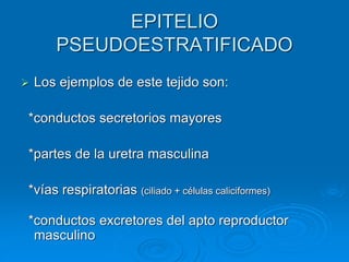EPITELIO
PSEUDOESTRATIFICADO
➢ Los ejemplos de este tejido son:
*conductos secretorios mayores
*partes de la uretra masculina
*vías respiratorias (ciliado + células caliciformes)
*conductos excretores del apto reproductor
masculino
 