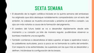 SEXTA SEMANA
• El desarrollo de la región cefálica iniciada en la quinta semana del embarazo
ha originado que ésta destaque notablemente comparándola con el resto del
embrión, la cabeza se muestra encorvada y próxima al primitivo corazón. Los
ojos son más notorios a causa de la formación del pigmento.
• El cerebro del futuro bebé se va a desarrollar rápidamente desde este
momento y su corazón ya late de manera regular, pudiéndose observar su
bombeo mediante una ecografía.
• También comienza a desarrollarse el labio superior, el ápex o apéndice nasal y
los pabellones auriculares, poco a poco se va formando la carita del embrión.
Con respecto a las extremidades, las superiores son las que más se desarrollan y
definen, iniciándose la configuración de los brazos.
 