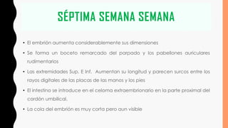 SÉPTIMA SEMANA SEMANA
• El embrión aumenta considerablemente sus dimensiones
• Se forma un boceto remarcado del parpado y los pabellones auriculares
rudimentarios
• Las extremidades Sup. E Inf. Aumentan su longitud y parecen surcos entre los
rayos digitales de las placas de las manos y los pies
• El intestino se introduce en el celoma extraembrionario en la parte proximal del
cordón umbilical.
• La cola del embrión es muy corta pero aun visible
 