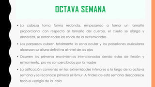 OCTAVA SEMANA
• La cabeza toma forma redonda, empezando a tomar un tamaño
proporcional con respecto al tamaño del cuerpo, el cuello se alarga y
endereza, se notan todas las zonas de la extremidades
• Los parpados cubren totalmente la zona ocular y los pabellones auriculares
alcanzan su altura definitiva al nivel de los ojos
• Ocurren los primeros movimientos intencionados siendo estos de flexión y
estiramiento, pro no son percibidos por la madre
• La osificación comienza en las extremidades inferiores a lo largo de la octava
semana y se reconoce primero el fémur. A finales de esta semana desaparece
todo el vestigio de la cola
 