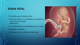 ETAPA FETAL
• El embrión pasa a llamarse feto.
• El cuerpo cambia y su crecimiento es progresivo y
mayor que en la etapa
embrionaria.
• La movilidad fetal es perceptible para la madre.
• Responde a estímulos.
• El sistema nervioso continúa su desarrollo.
 