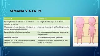 SEMANA 9 A LA 12
Semana 9 Semana 12
La longitud de la cabeza es la mitad en
relación al cuerpo.
La longitud del cuerpo es el doble.
Ojos separados, orejas más debajo de lo
normal y párpados fusionados.
Aparece el centro de osificación primaria.
Extremidades inferiores pequeñas. Extremidades superiores casi alcanzan su
longitud final.
Genitales similares Se pueden distinguir los genitales
Semana 10: En el cordón umbilical puede
observar asas intestinales.
Semana 11: Las asas intestinales ya han
vuelto al abdomen.
 