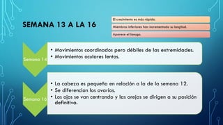 SEMANA 13 A LA 16
Semana 14
• Movimientos coordinados pero débiles de las extremidades.
• Movimientos oculares lentos.
Semana 16
• La cabeza es pequeña en relación a la de la semana 12.
• Se diferencian los ovarios.
• Los ojos se van centrando y las orejas se dirigen a su posición
definitiva.
El crecimiento es más rápido.
Miembros inferiores han incrementado su longitud.
Aparece el lanugo.
 