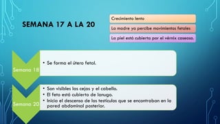 SEMANA 17 A LA 20
Crecimiento lento
La madre ya percibe movimientos fetales
La piel está cubierta por el vérnix caseoso.
Semana 18
• Se forma el útero fetal.
Semana 20
• Son visibles las cejas y el cabello.
• El feto está cubierto de lanugo.
• Inicia el descenso de los testículos que se encontraban en la
pared abdominal posterior.
 