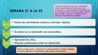 SEMANA 21 A LA 25
Semana 21
• Inician los movimientos oculares centrales rápidos
Semana 22
• Se observa un sobresalto con parpadeos.
Semana 24
• Aparecen las uñas.
• Alveolos pulmonares están en desarrollo.
Incrementa el peso corporal y el feto está
mejor proporcionado, la piel suele estar
arrugada y es más translucida especialmente
en la primera parte de este periodo. Tiene un
color rosado o rojo por la sangre que se
discurre a través de los capilares
El feto puede nacer y sobrevivir en este período si recibe cuidados
intensivos debido a la inmadurez del sistema respiratorio.
 