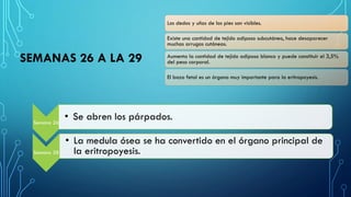SEMANAS 26 A LA 29
Semana 26
• Se abren los párpados.
Semana 28
• La medula ósea se ha convertido en el órgano principal de
la eritropoyesis.
Los dedos y uñas de los pies son visibles.
Existe una cantidad de tejido adiposo subcutáneo, hace desaparecer
muchas arrugas cutáneas.
Aumenta la cantidad de tejido adiposo blanco y puede constituir el 3,5%
del peso corporal.
El bazo fetal es un órgano muy importante para la eritropoyesis.
 
