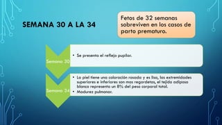 SEMANA 30 A LA 34
Semana 30
• Se presenta el reflejo pupilar.
Semana 34
• La piel tiene una coloración rosada y es lisa, las extremidades
superiores e inferiores son mas regordetas, el tejido adiposo
blanco representa un 8% del peso corporal total.
• Madurez pulmonar.
Fetos de 32 semanas
sobreviven en los casos de
parto prematuro.
 