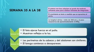 SEMANA 35 A LA 38
Semana 35
• El feto ejerce fuerza en el puño.
• Muestran reflejos a la luz.
Semana 36
• Los perímetros de la cabeza y del abdomen son similares.
• El lanugo comienza a desaparecer.
El sistema nervioso adquiere el grado de madurez
suficiente como para realizar funciones de integración.
El crecimiento es lento a medida que se aproxima el
parto.
La longitud vértice – talón de 360 mm y el peso
corporal es de aproximadamente 3.400g.
 