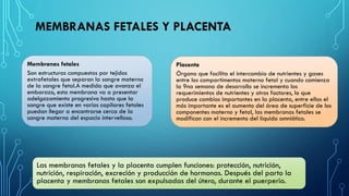MEMBRANAS FETALES Y PLACENTA
Placenta
Órgano que facilita el intercambio de nutrientes y gases
entre los compartimentos materno fetal y cuando comienza
la 9na semana de desarrollo se incrementa los
requerimientos de nutrientes y otros factores, lo que
produce cambios importantes en la placenta, entre ellos el
más importante es el aumento del área de superficie de los
componentes materno y fetal, las membranas fetales se
modifican con el incremento del líquido amniótico.
Las membranas fetales y la placenta cumplen funciones: protección, nutrición,
nutrición, respiración, excreción y producción de hormonas. Después del parto la
placenta y membranas fetales son expulsadas del útero, durante el puerperio.
Membranas fetales
Son estructuras compuestas por tejidos
extrafetales que separan la sangre materna
de la sangre fetal.A medida que avanza el
embarazo, esta membrana va a presentar
adelgazamiento progresivo hasta que la
sangre que existe en varios capilares fetales
puedan llegar a encontrarse cerca de la
sangre materna del espacio intervelloso.
 
