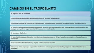 CAMBIOS EN EL TROFOBLASTO
Al segundo mes de gestación:
Gran número de vellosidades secundarias y terciarias ancladas al mesodermo
Vellosidades troncales en contacto con capilares de la lámina coriónica, originando el sistema vascular extraembrionario
La superficie de las vellosidades está formada por el sincitio, que descansa sobre una capa de células citotrofoblásticas, las
cuales, a su vez, cubren la parte central del mesodermo vascularizado.
En los meses siguientes:
De las vellosidades de anclaje salen abundantes prolongaciones que se dirigen hacia los espacios intervelIosos o lacunares
circundantes.
Desaparecen los citotrofoblásticas y algunas células de tejido conectivo.
Entonces, las únicas capas que separan las circulaciones materna y fetal son el sincitio y la pared endotelial de los vasos
sanguíneos
 