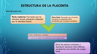 ESTRUCTURA DE LA PLACENTA
Inicio del cuarto mes
Parte materna: Formada por la
decidua basal, placenta rodeada
por la decidua basal.
Parte fetal: Formada por el corion
frondoso, la placenta está
bordeada por la placa coriónica.
Células trofoblasticas y deciduas.
La mayoría de células citotrofoblasticas están degeneradas.
Entre las placas corionica y
decidual: espacios intervellosos,
recubiertas con sincitio de origen
fetal.
 