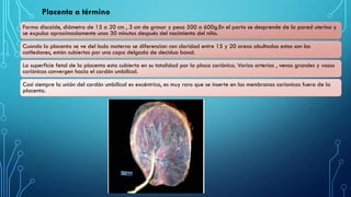 Placenta a término
Forma discoide, diámetro de 15 a 20 cm , 3 cm de grosor y pesa 500 a 600g.En el parto se desprende de la pared uterina y
se expulsa aproximadamente unos 30 minutos después del nacimiento del niño.
Cuando la placenta se ve del lado materno se diferencian con claridad entre 15 y 20 areas abultadas estos son los
cotiledones, están cubiertos por una capa delgada de decidua basal.
La superficie fetal de la placenta esta cubierta en su totalidad por la placa coriónica. Varias arterias , venas grandes y vasos
coriónicos convergen hacia el cordón umbilical.
Casi siempre la unión del cordón umbilical es excéntrica, es muy raro que se inserte en las membranas corionicas fuera de la
placenta.
 