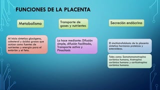 FUNCIONES DE LA PLACENTA
Metabolismo Transporte de
gases y nutrientes
Secreción endócrina
Al inicio sintetiza glucógeno,
colesterol y ácidos grasos que
actúan como fuentes de
nutrientes y energía para el
embrión y el feto.
Lo hace mediante: Difusión
simple, difusión facilitada,
Transporte activo y
Pinocitosis
El sincitiotrofoblasto de la placenta
sintetiza hormonas proteicas y
esteroideas.
Tales como: Somatomamotropina
coriónica humana, tirotropina
coriónica humana y corticotropina
coriónica humana.
 