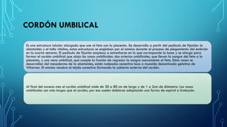 CORDÓN UMBILICAL
Es una estructura tubular alargada que une al feto con la placenta. Se desarrolla a partir del pedículo de fijación: la
alantoides y el tallo vitelino, estas estructuras se engloban por el amnios durante el proceso de plegamiento del embrión
en la cuarta semana. El pedículo de fijación empieza a estrecharse en lo que corresponde la base y se alarga para
formar el cordón umbilical que aloja los vasos umbilicales: dos arterias umbilicales, que llevan la sangre del feto a la
placenta, y una vena umbilical, que cumple la función de regresar la sangre nuevamente al feto. Estos vasos se
desarrollan del mesodermo de la alantoides, están rodeados conectivo laxo o mucoide denominado gelatina de
Wharton. El amnios recubre el tejido conectivo formando la cubierta externa del cordón.
Al final del noveno mes el cordón umbilical mide de 30 a 80 cm de largo y de 1 a 2cm de diámetro. Los vasos
umbilicales son más largos que el cordón, por eso suelen doblarse adoptando una forma de espiral o tirabuzón.
 