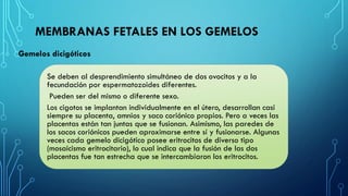 MEMBRANAS FETALES EN LOS GEMELOS
Se deben al desprendimiento simultáneo de dos ovocitos y a la
fecundación por espermatozoides diferentes.
Pueden ser del mismo o diferente sexo.
Los cigotos se implantan individualmente en el útero, desarrollan casi
siempre su placenta, amnios y saco coriónico propios. Pero a veces las
placentas están tan juntas que se fusionan. Asimismo, las paredes de
los sacos coriónicos pueden aproximarse entre sí y fusionarse. Algunas
veces cada gemelo dicigótico posee eritrocitos de diverso tipo
(mosaicismo eritrocitario), lo cual indica que la fusión de las dos
placentas fue tan estrecha que se intercambiaron los eritrocitos.
Gemelos dicigóticos
 